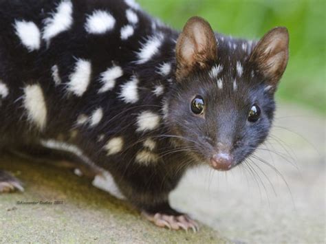 The Eastern Quoll Dasyurus Viverrinus Also Known As The Eastern
