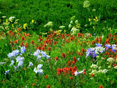 Pasque flower (pulsatilla patens) grows wild in alpine meadows in colorado. CO-Horts: Learning about Native Plants with the Native ...