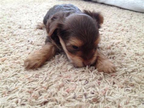 Check spelling or type a new query. AKC Yorkie Chocolate Female 6 weeks old for Sale in Finley, Missouri Classified | AmericanListed.com