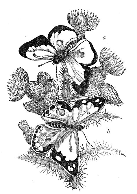Vintage Image Black And White Butterflies The Graphics