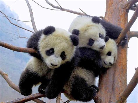 Super panda rescue team episode: Cute Baby Panda Wallpapers (96 Wallpapers) - HD Wallpapers