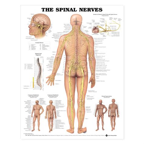 Anatomy Charts And Posters The Spinal Nerves Anatomical Chart