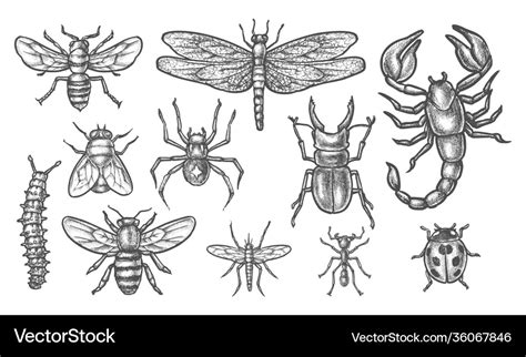 Set Insect Sketch Vintage Drawing Bugs Royalty Free Vector
