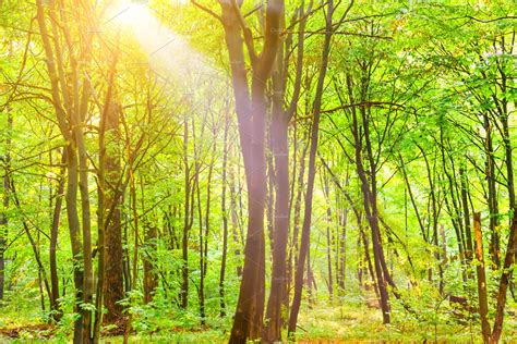 Forest With Trees Footpath And Sun High Quality Nature Stock Photos