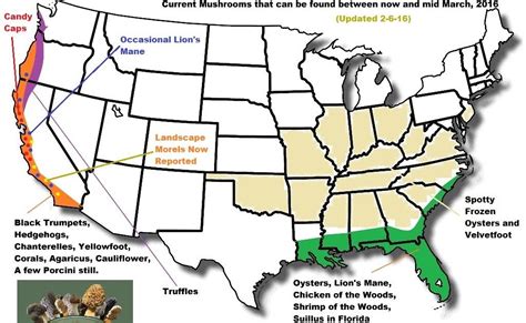 Morel Mushrooms Season Map All Mushroom Info