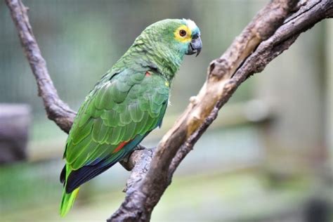 10 Best Talking Pet Bird Species With Pictures Pet Keen