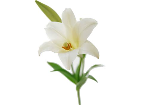 Easter White Lilies Png Transparent Image Free Png Pack Download