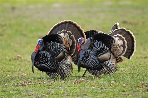 Free Download Wild Turkey Wallpapers And Screensavers 47 Images