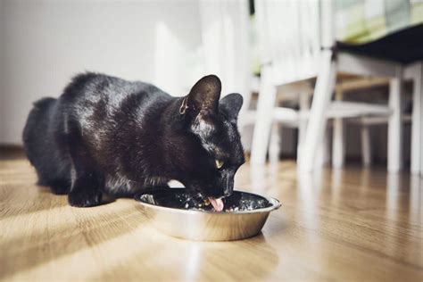 Why Cats Shouldnt Be On A Vegetarian Diet Explore Cats