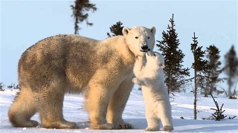 Polar Bear Mother And Cub Wapusk Park Manitoba Youtube