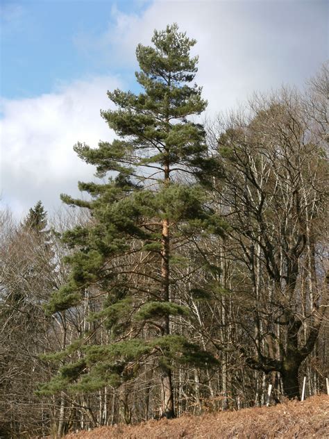 Scots Pine Scotch Pine Pinus Sylvestris