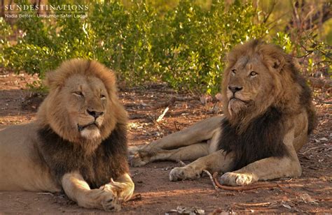 Portraits of the Charleston Male Lions at Umkumbe