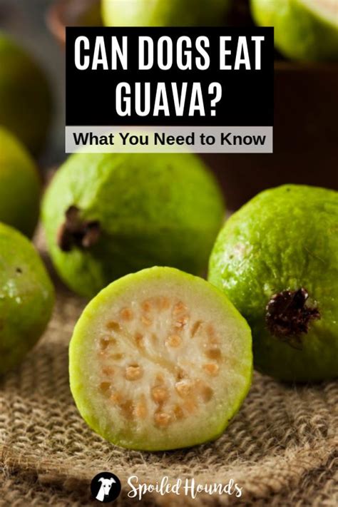 Can dogs eat durian, guava, passion fruit, and other fruits? Can Dogs Eat Guava? What You Need To Know About Dogs and ...