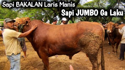 Pasar Jatirogo Full Bakalan Jantan Spek Kurban Laris Manissapi Jumbo
