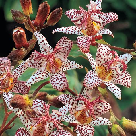 Toad Lilies Gurneys Seed And Nursery Co