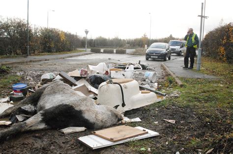 Horse With A Broken Neck Thrown Out With Rubbish In Shirebrook Metro News