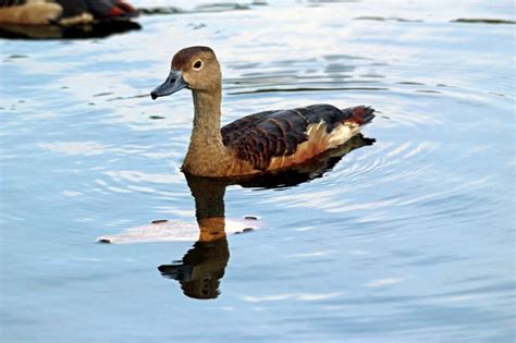 Details Fulvous Whistling Duck Birdguides