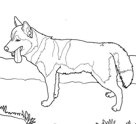 Cute summer coloring pages of a husky. Siberian Husky Dog coloring page | Free Printable Coloring ...