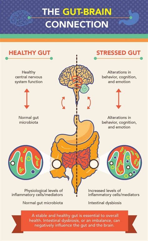Importance Of Gut Health How And Why To Keep Your Gut Bacteria