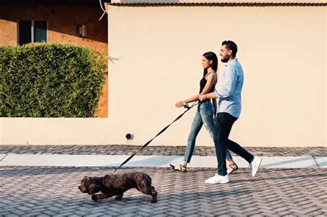 Imágenes De Hombre Paseando Perro Descarga Imágenes Gratuitas En Unsplash