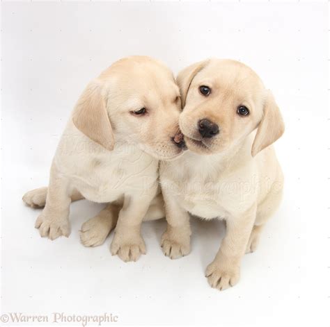 Dogs Yellow Labrador Retriever Puppies 8 Weeks Old Photo Wp31788