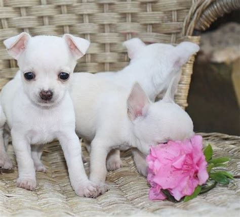Chihuahua Puppies For Sale Akeley Mn 160686 Petzlover