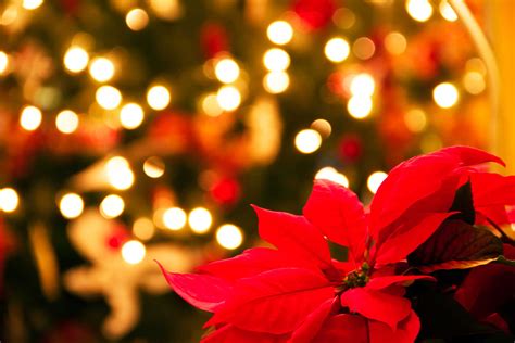 How To Take Care Of Your Christmas Poinsettias