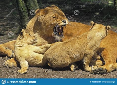 African Lion Panthera Leo Female Snarling With Cub Stock Image