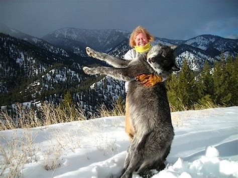 Giant Idaho Wolves Look At The Size Of These Wolves Wow