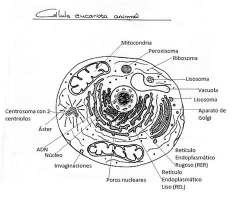 Mairig Guimar Célula Eucariota Animal