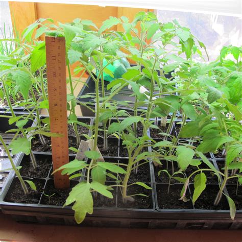 Cucumber seedlings did not show any significant changes in. Transplanting Tomato Starts - Henry Homeyer