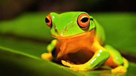 Funny Frog Wallpapers 50 Background Pictures