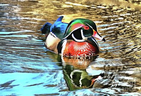 Wood Duck Painting Painting By Elaine Manley Fine Art America