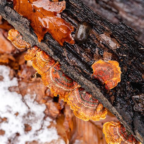What's Beautiful Now: Shelf Fungi in the Forest » New York Botanical Garden