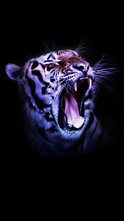 Tiger Hd Iphone Wallpapers Wallpaper Cave