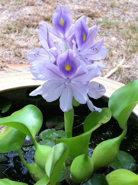 Water Hyacinth Adds Color And A Bit Of Shade To A Water Lily Bowl