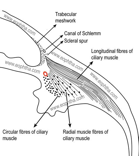 Anatomy Of Uvea