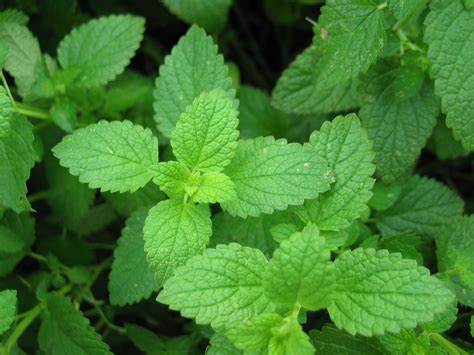 Peppermint Earns Respect In Mainstream Medicine