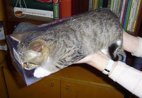 25 Crazy Cats That Will Sit In All Weird Places For Caturday Gallery