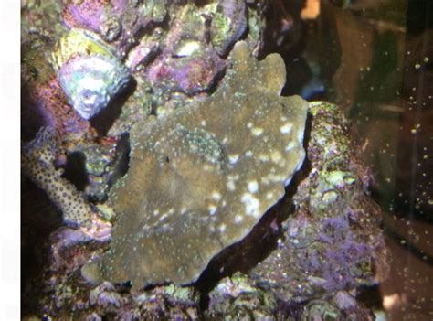 This type of algae uses calcium in its cells and can be. Montipora white spots | REEF2REEF Saltwater and Reef ...
