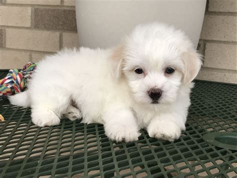 Coton De Tulear Puppy Available For Adoption Coton De