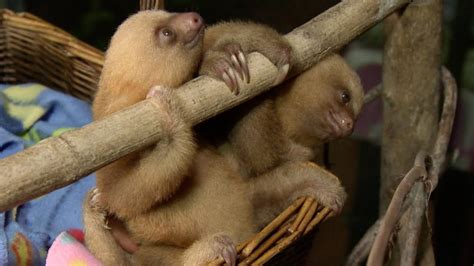 Baby Sloths Peeing In The Nursery Natures Miracle Orphans Series 2