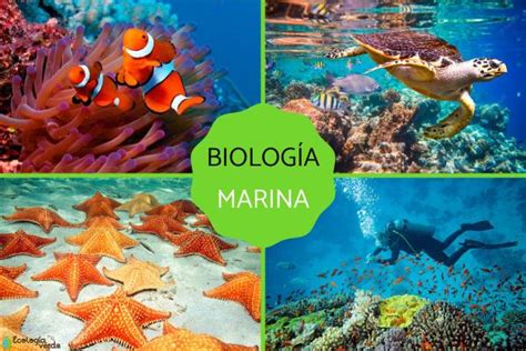 Biología marina qué es e importancia Resumen sobre qué estudia y más