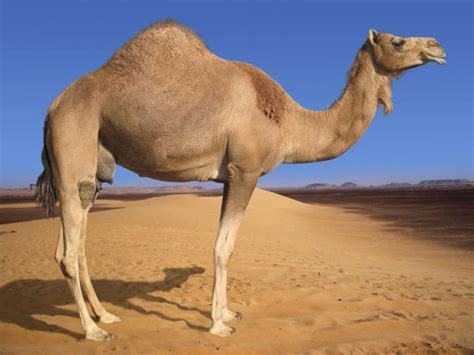 camel hd wallpapers top free camel hd backgrounds wallpaperaccess