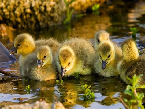 Also explore thousands of beautiful hd wallpapers and background images. duck 1080p - HD Desktop Wallpapers | 4k HD