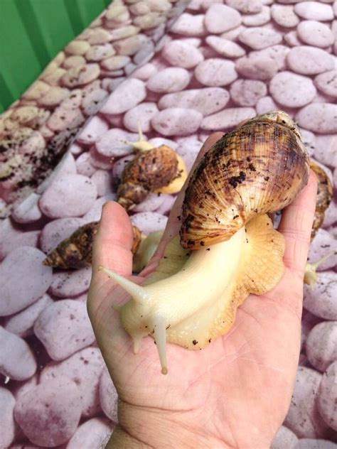 Albino Giant African Land Snails Giant African Land Snails African