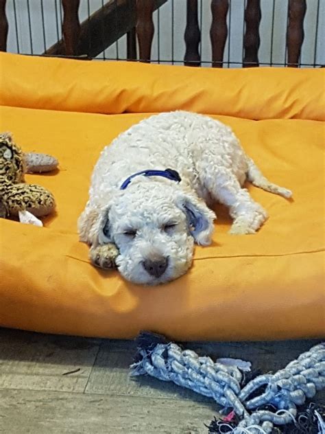 Lagotto romagnolo puppies for sale. Puppies for sale - Rare Breeds, AKC Lagotto Romagnolo ...