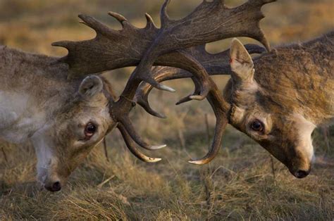 B Arturo De Frias Wildlife Photography B Fallow Deer Fight
