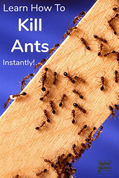 How To Get Rid Of Ants 9 Natural Ways To Prevent Ants Hybrid Rasta Mama