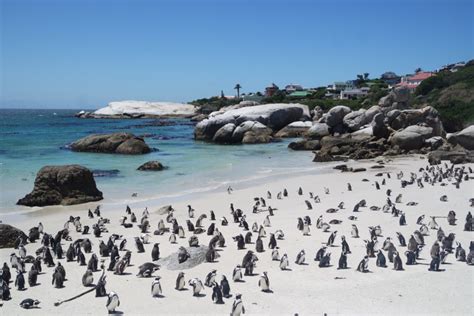 Penguins Boulders Beach Cape Town The Expedition Project